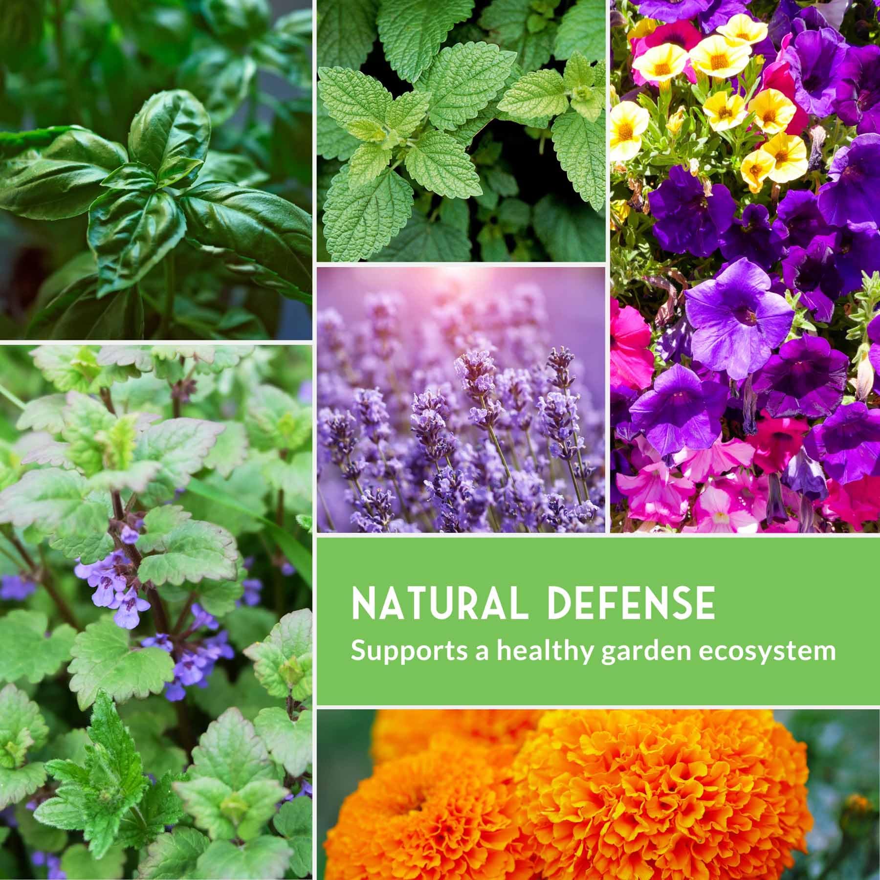 Amazon.com : Pest Defense 6 Pack Seeds for Planting - Heirloom Lavender,  Hyssop, Catnip, Marigold, Petunia, Basil - Natural Pest Deterrents for  Outdoor & Indoor Spaces - Survival Garden Seeds : Patio, Lawn & Garden