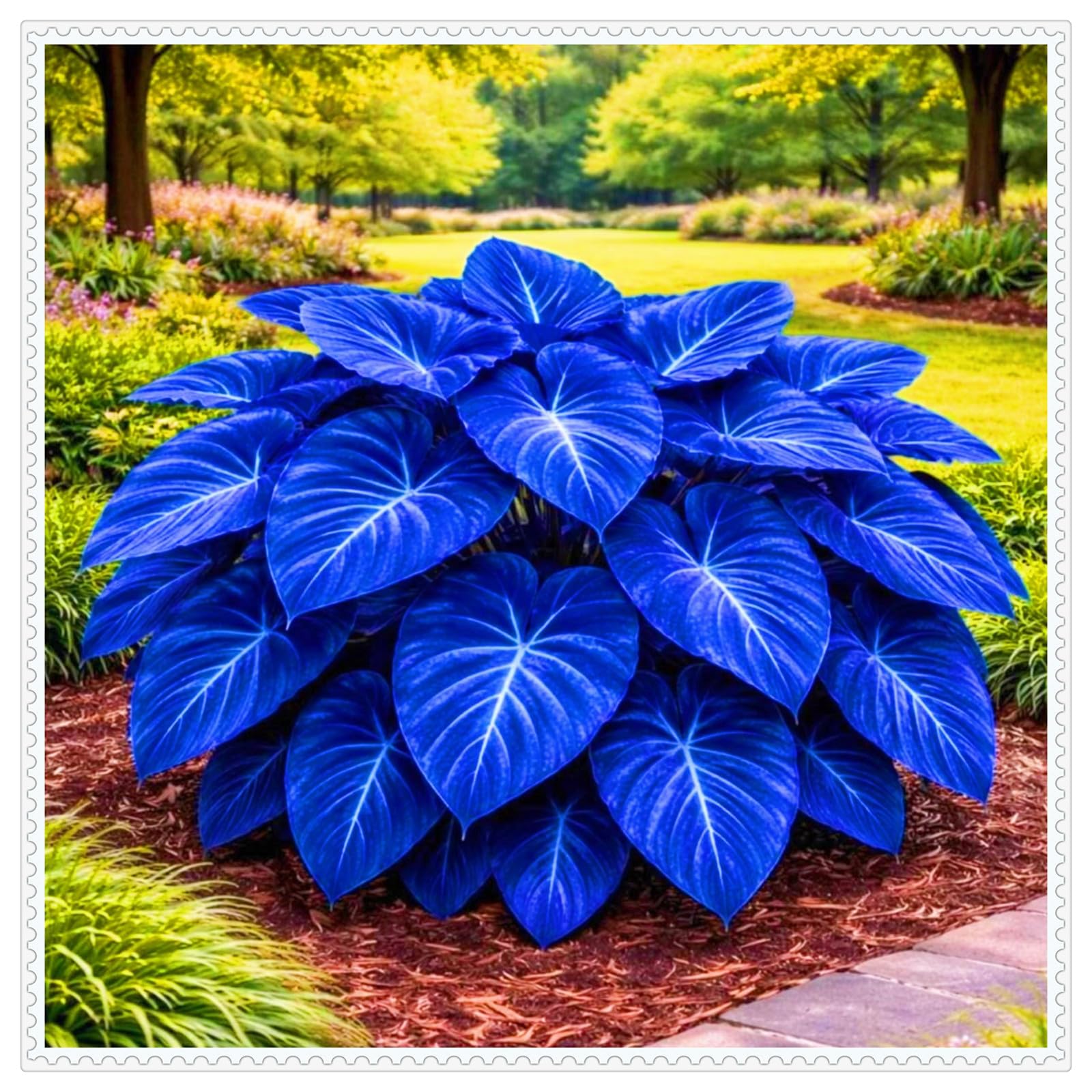 Midnight Blue Hosta Plants Midnight Blue Hosta Bulbs-Hostas Plants Perfect for The Garden -Landscaping-Excellent Displays-15bulbs-b