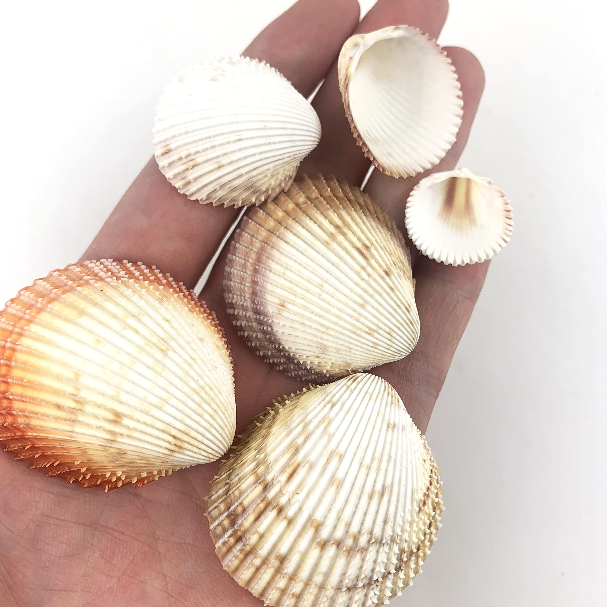 Heyiwell 40 Punte Di Riccio Di Mare Naturali 7,6 Cm – Conchiglie Per Decorazioni Fai Da Te A Tema Spiaggia - 2