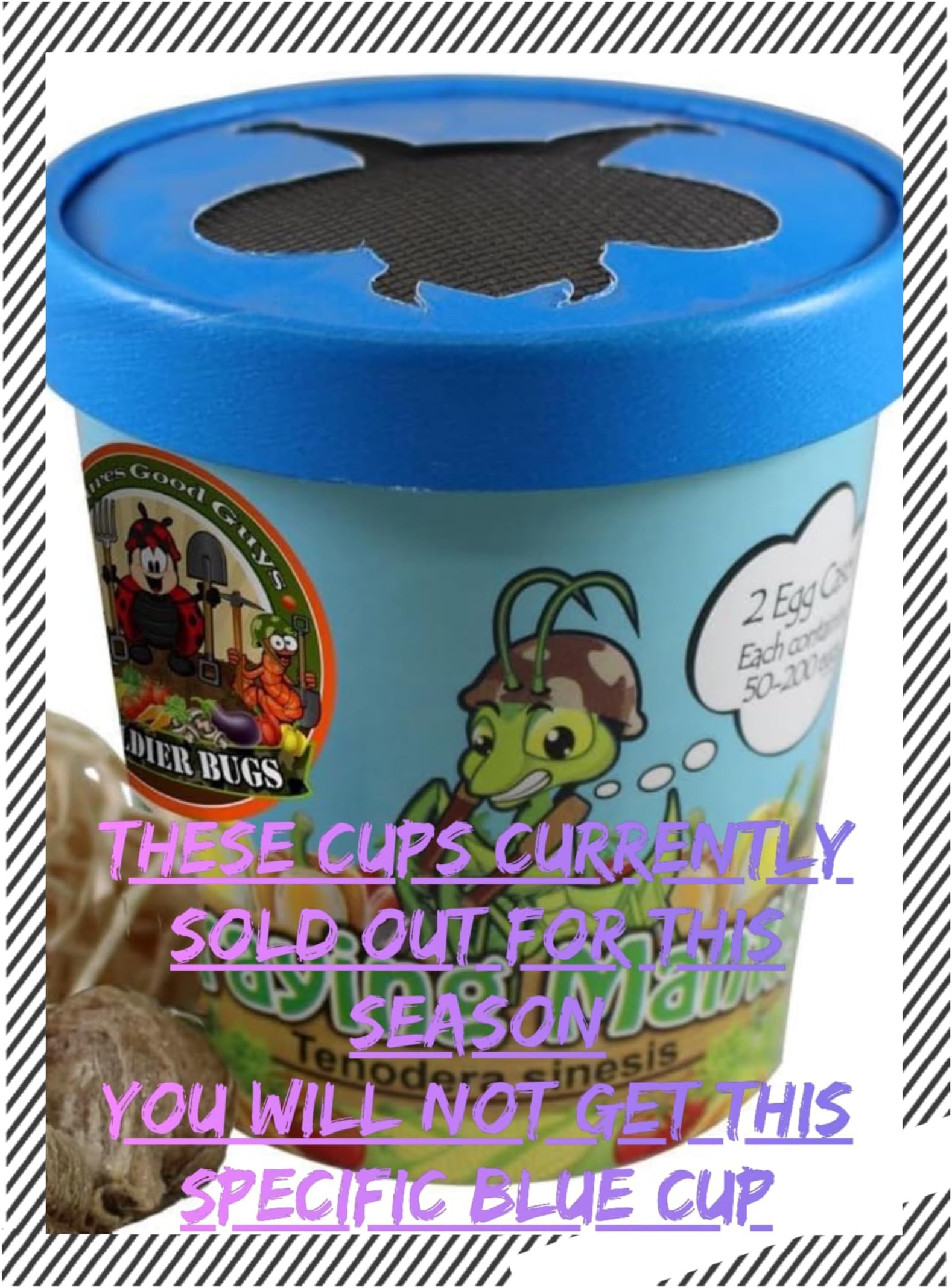 Praying Mantis Egg Cases - 2 Cases, Live Praying Mantises, Hatching Habitat Cup, Educational Kit for Adults & Children