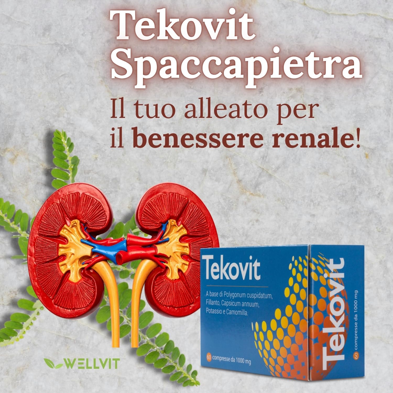 TEKOVIT Spaccapietra - Integratore Naturale con Fillanto Spaccapietra, Resveratrolo, Potassio e Camomilla, Benessere Renale e Vie Urinarie, Formula Completa - Made in Italy (60 Cps) – Wellvit