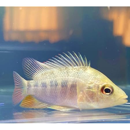 Amazon 熱帯魚 フラミンゴシクリッド ５ｃｍ １匹 東京倉庫出荷 アクアショップピラルク 観賞魚 水中生物 通販