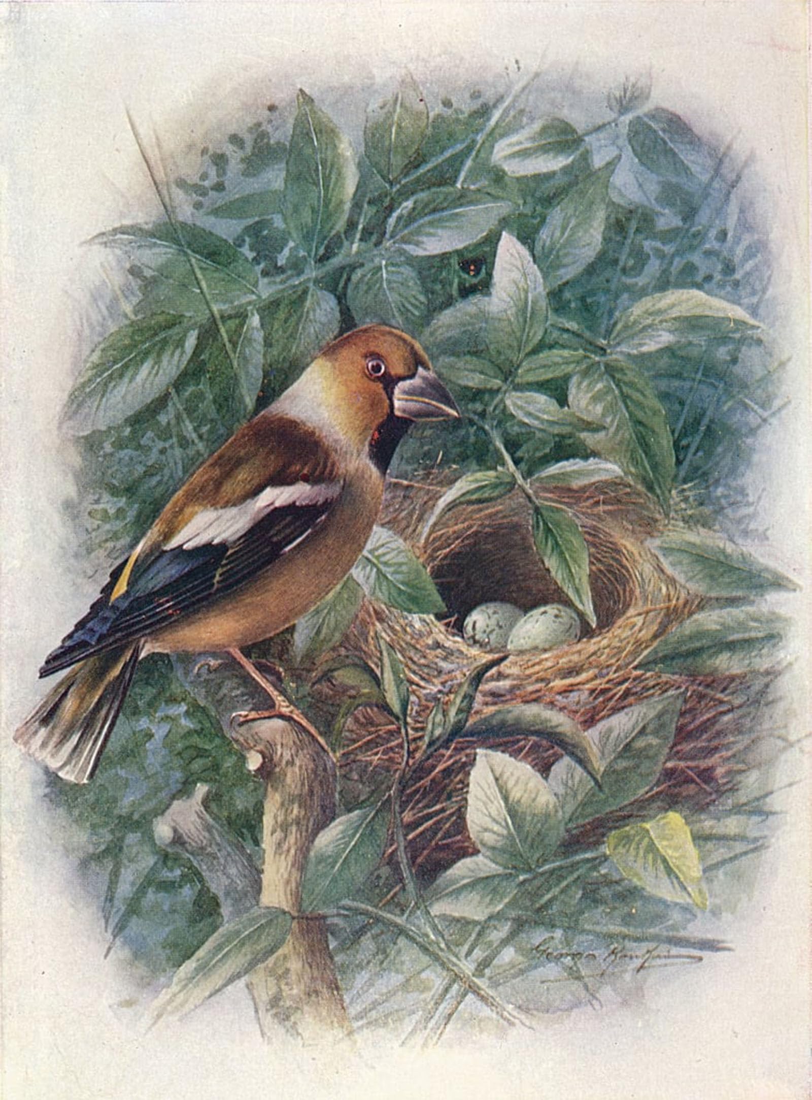 SERENDIPITP Vintage Wall Art Canvas Nordic Poster Canvas Print Picture Hawfinch Coccothraustes by George Rankin Wall Art Poster for Home Decor 60x90cm