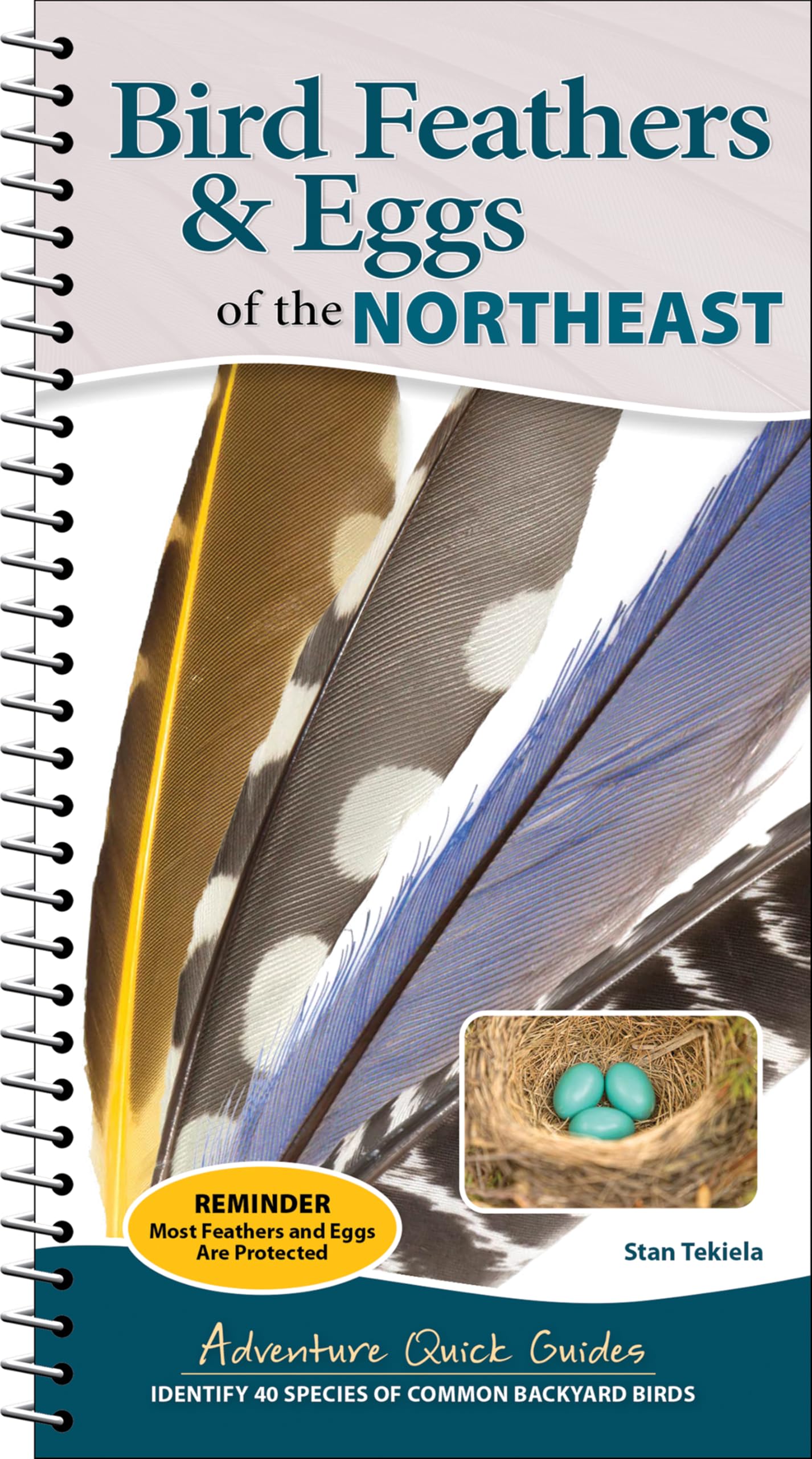 Bird Feathers & Eggs of the Northeast: Identify 40 Species of Common Backyard Birds (Adventure Quick Guides)