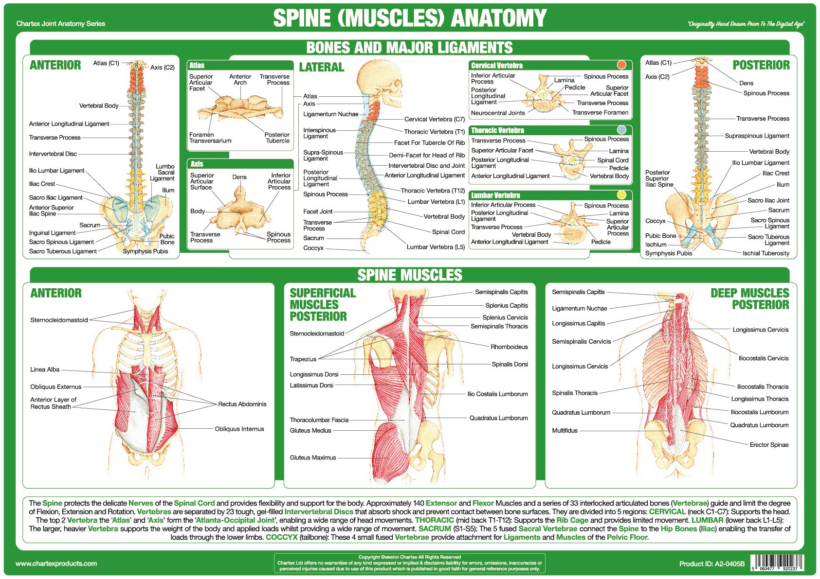 Chartex Joint Anatomy Charts | Musculoskeletal Posters | Muscles, Bones, Ligaments, Tendons | Human Body Anatomy (A3 Laminated, Spine Muscles)