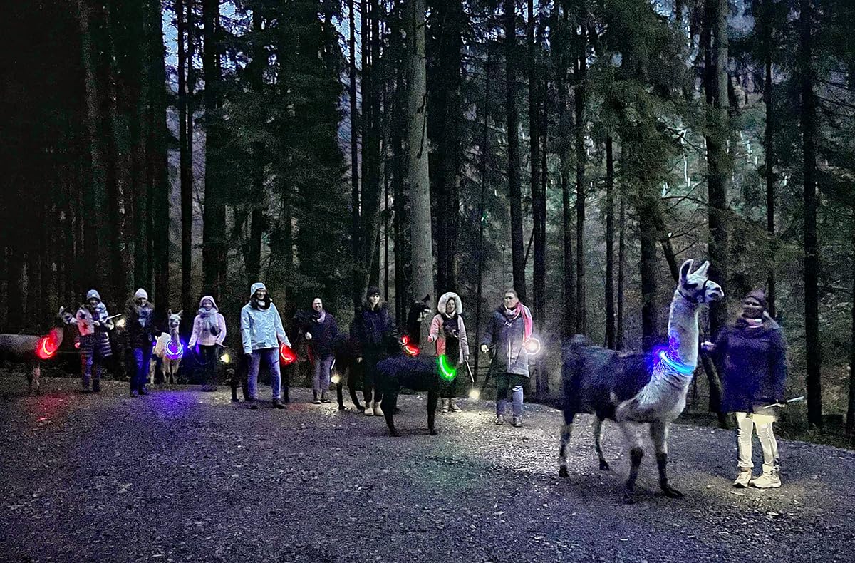 JOCHEN SCHWEIZER Geschenkgutschein: Laternenwanderung mit Alpakas Neckargerach