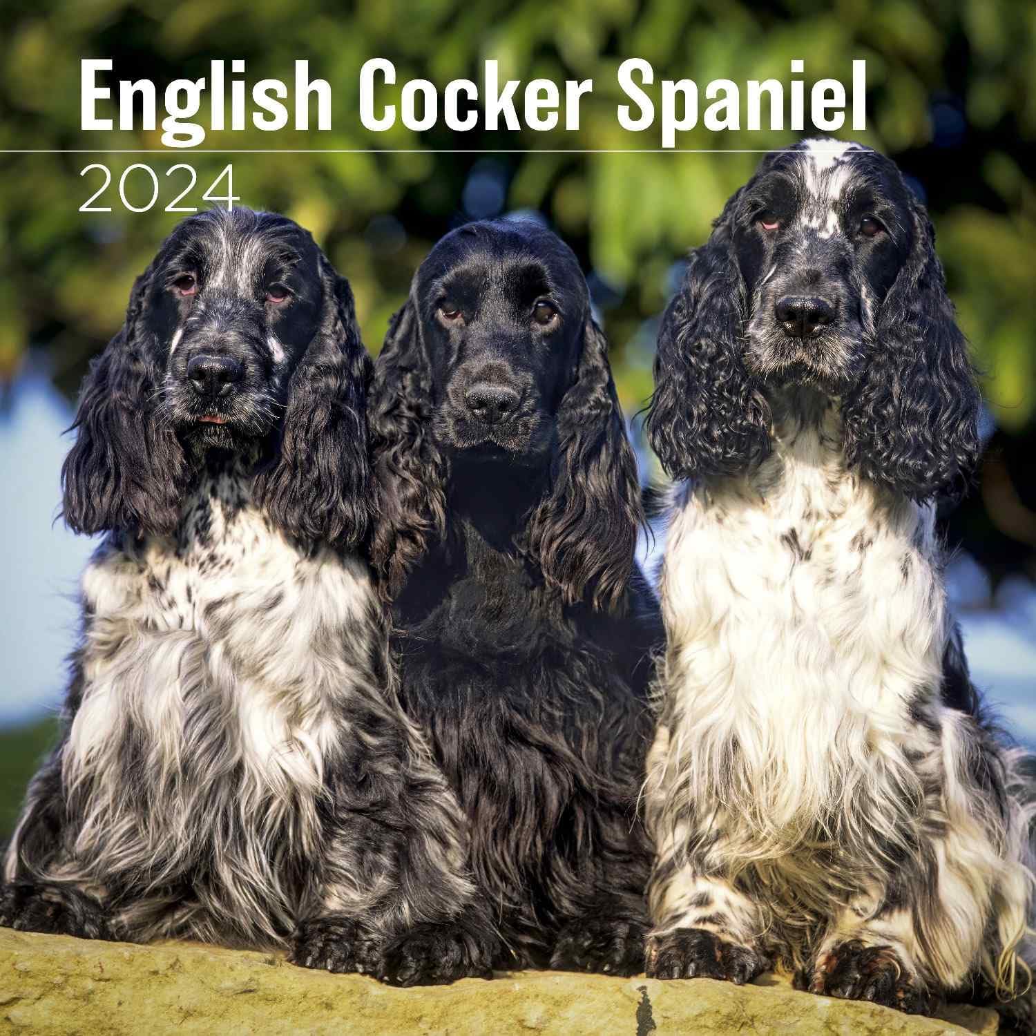 MegaCalendars Calendario de pared de perro cocker spaniel 2024
