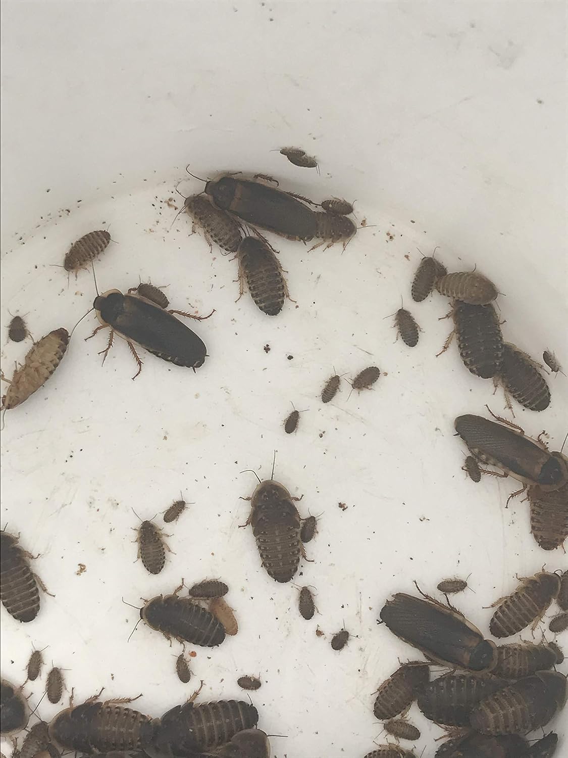 Mixed Sized Dubia Roaches 200 Ct | Sizes 1/4 inch, 1/2 inch, 1 inch |Reptile Food Live Arrival | Includes Insect Food