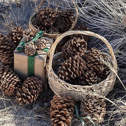 Miniatura 7 de 24 conos de pino naturales grandes de Navidad, conos de pino perfumados para decoración de Navidad, manualidades y decoración del hogar