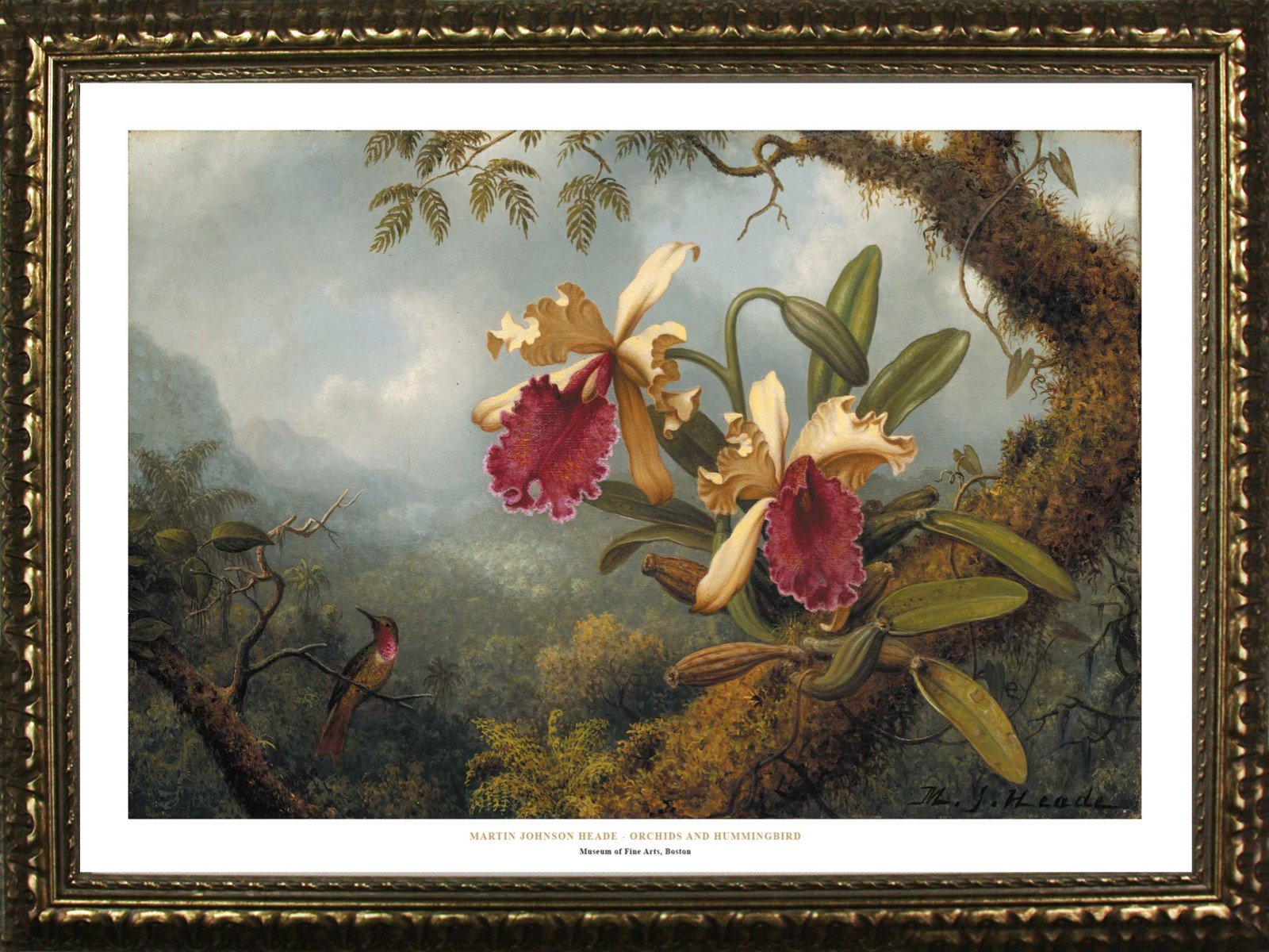 Amazon.com: Framed Orchids and Hummingbirds by Martin Johnson