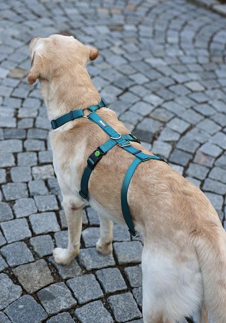 Foto 5 de 6 de Kerbl Pet Panic Arnés para Perros, Color petróleo, Circunferencia del Cuello: 48-64 cm