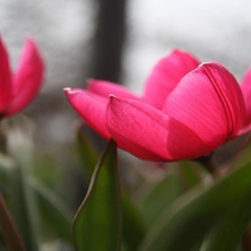 Paneer Butter Masala Recipe No Onion No Garlic - //medicalbooks.filipinodoctors.org