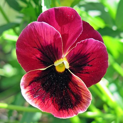 Miniatura 7 de Outsidepride Red Claret - Semillas de pensamiento de viola para plantar, 1,000 unidades. Flores para plantas de remolque, resistentes al frío y