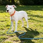 lynxking Long Dog Leash Reflective 15FT 30FT 50FT Check Cord Dog Training Leash Padded Handle Heavy Duty Puppy Rope for Small Medium Large Dog (Light Blue, 30ft x 3/8inch)
