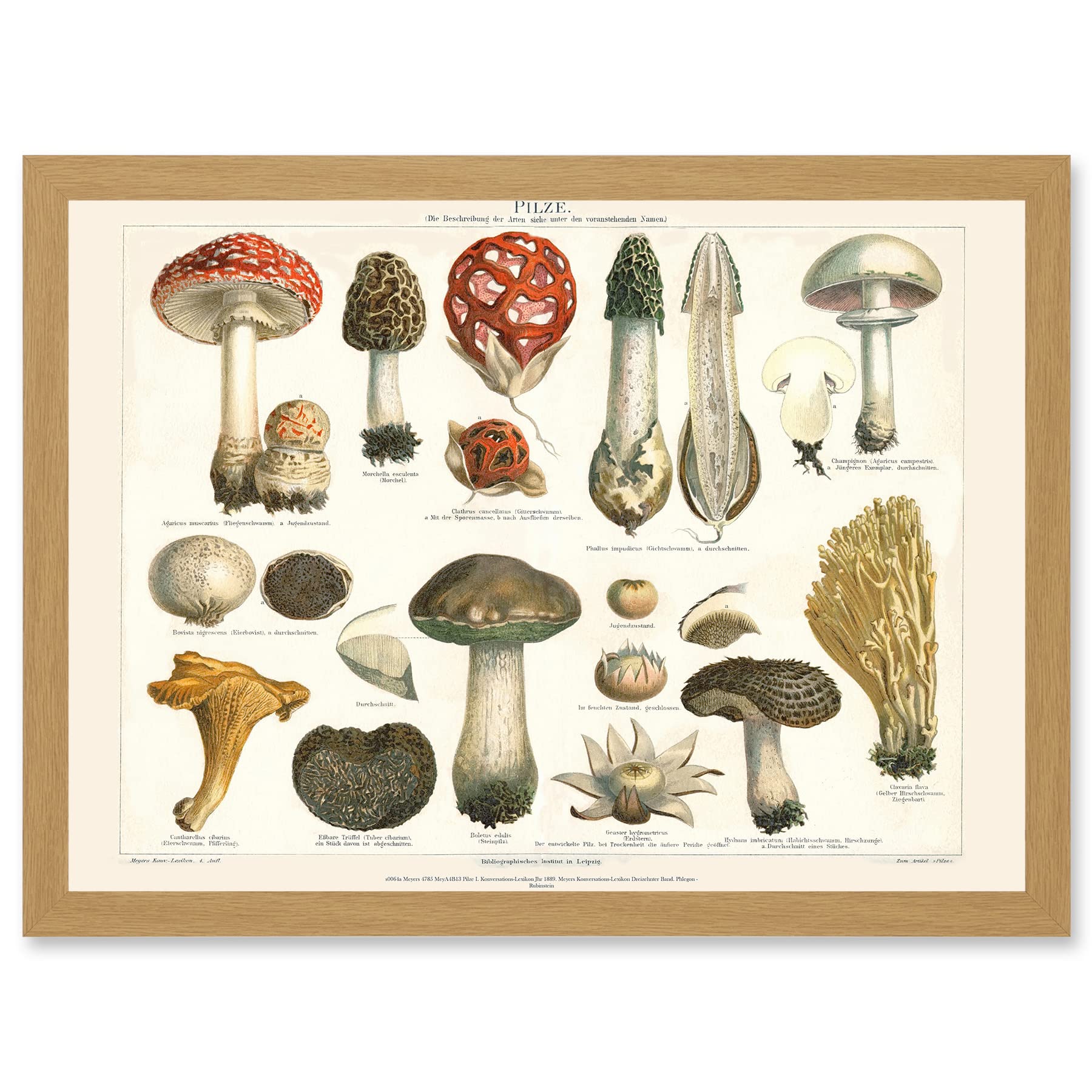 Wee Blue Coo Meyers Fungus Mushrooms Toadstools Collection Artwork Framed Wall Art Print A4