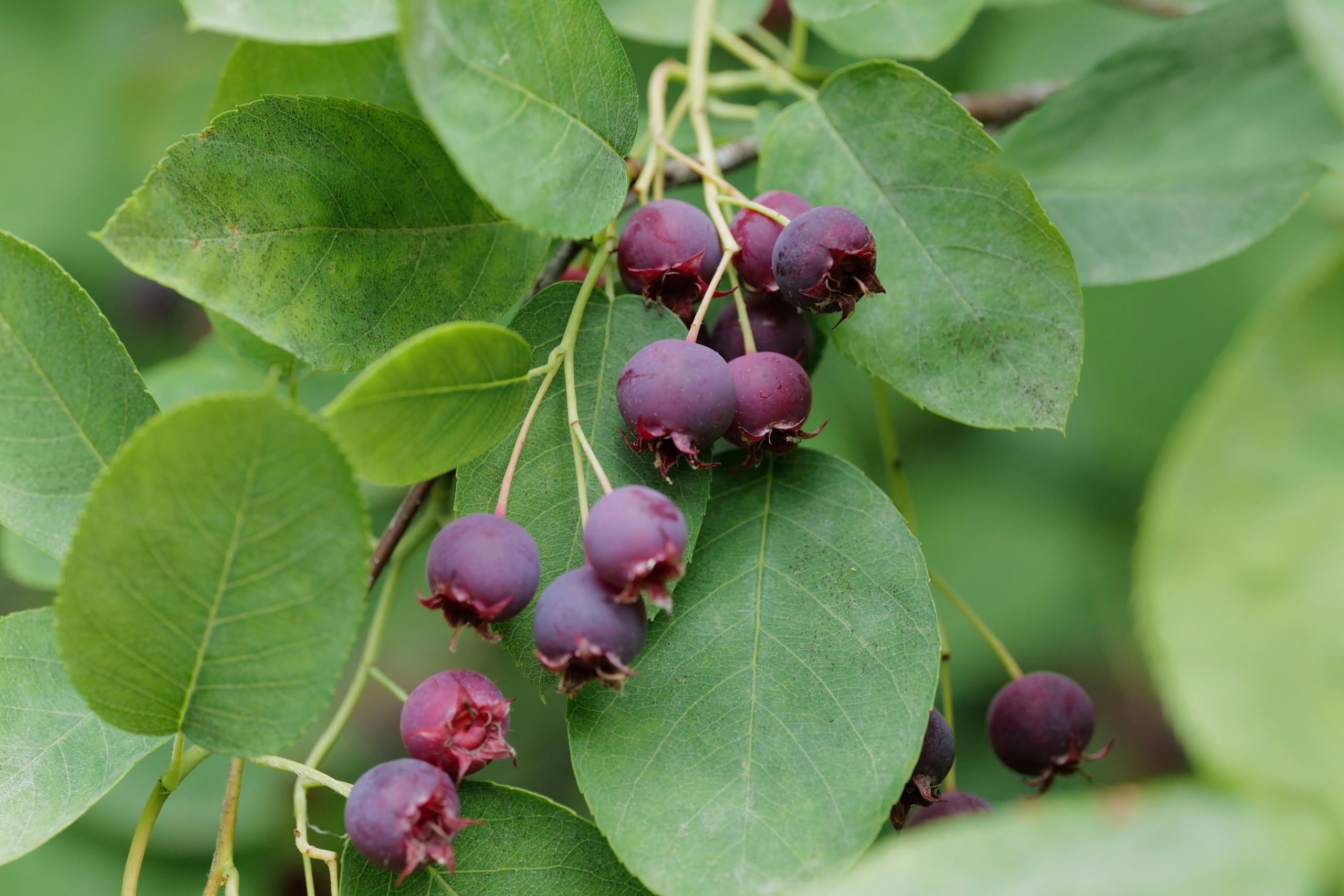 100+ Saskatoon Serviceberry Seeds for Planting – Amelanchier alnifolia Berry Seeds, Edible Fruit Shrub Tree Seeds, Hardy Perennial Garden Seeds, Heirloom Non-GMO