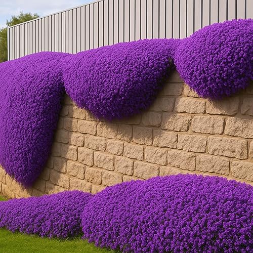Miniatura 3 de Más de 30,000 semillas de tomillo rastrero morado, cubierta perenne a granel sin OMG para césped y jardines, planta aromática de bajo mantenimiento,