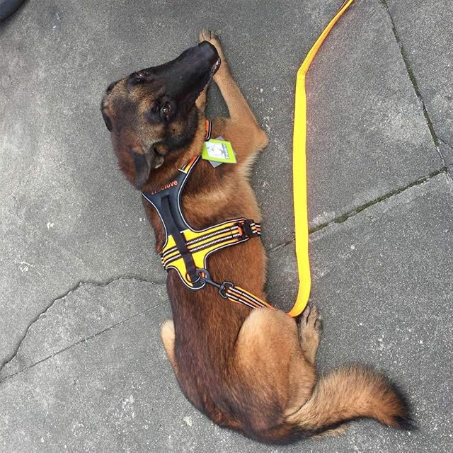 Foto 7 de 7 de Arnés para perros Truelove TLH5551 que evita tirones con apertura en cuello acolchado y suave