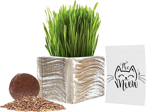 Cali Kiwi Pros Kit completo de hierba orgánica para gatos maceta cuadrada de 425 pulgadas con semillas orgánicas discos de tierra hecha a mano en