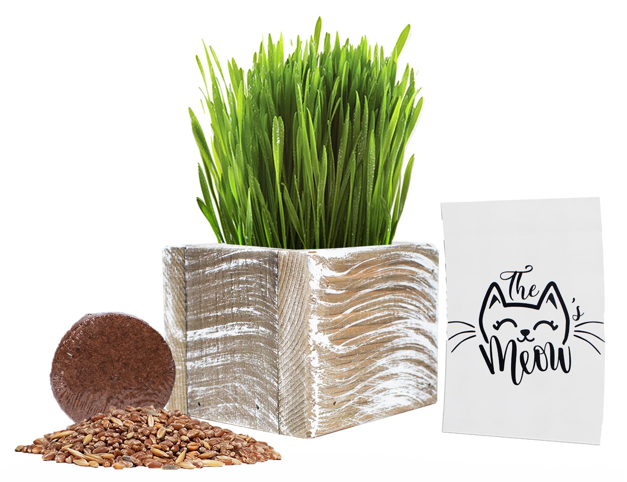 Best Value Organic Cat Grass Starter Kit, USA Made Cedar Planter, Organic Wheatgrass Seed and Soil in a Gift Box (Aged Whitewash)