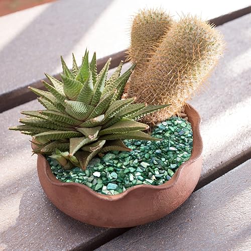 Miniatura 7 de LYFJXX Crushed Shells for Crafts, Sea Shells for Kids DIY Art, Vase Fillers Table Scatter, Party Favor, Wedding Decoration, Succulents Plants Soil