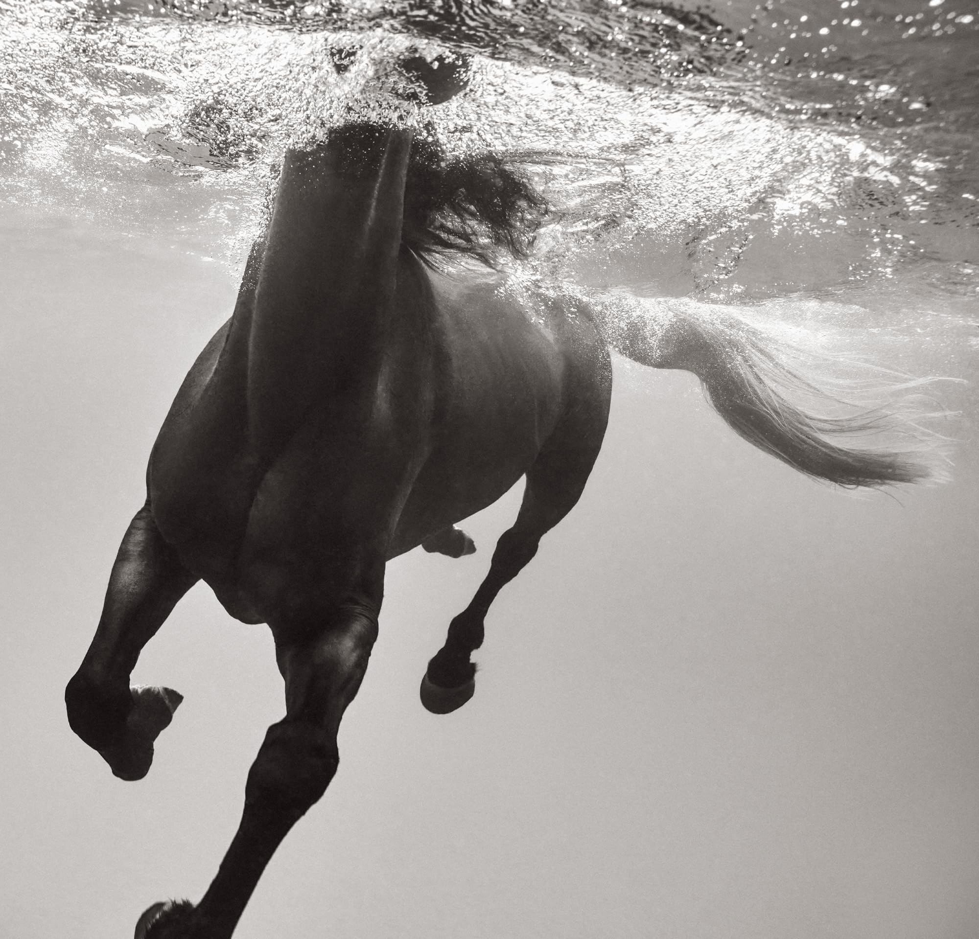 Untamed Spirits: Horses from Around the World /anglais/allemand
