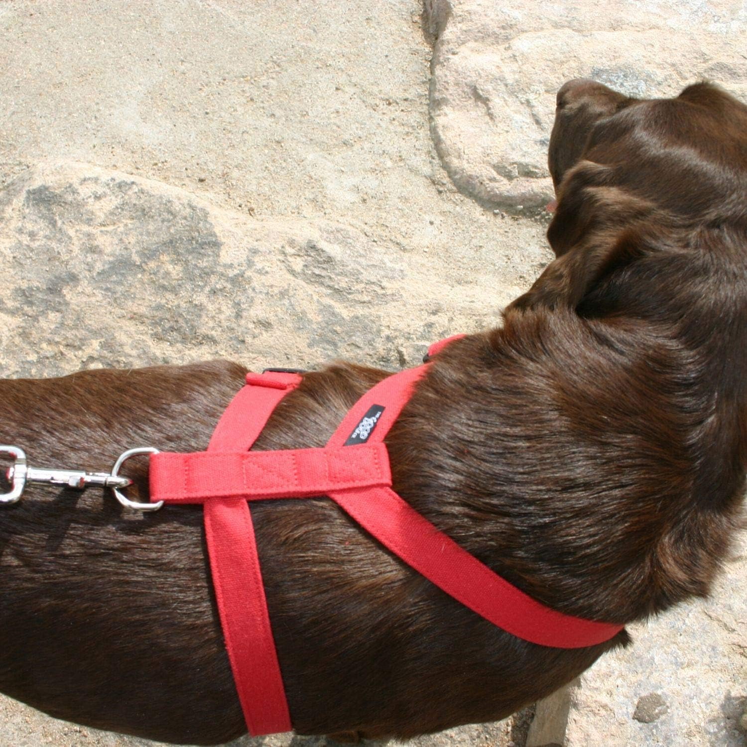 Basic Canvas Dog Harness (1" Large, Red)