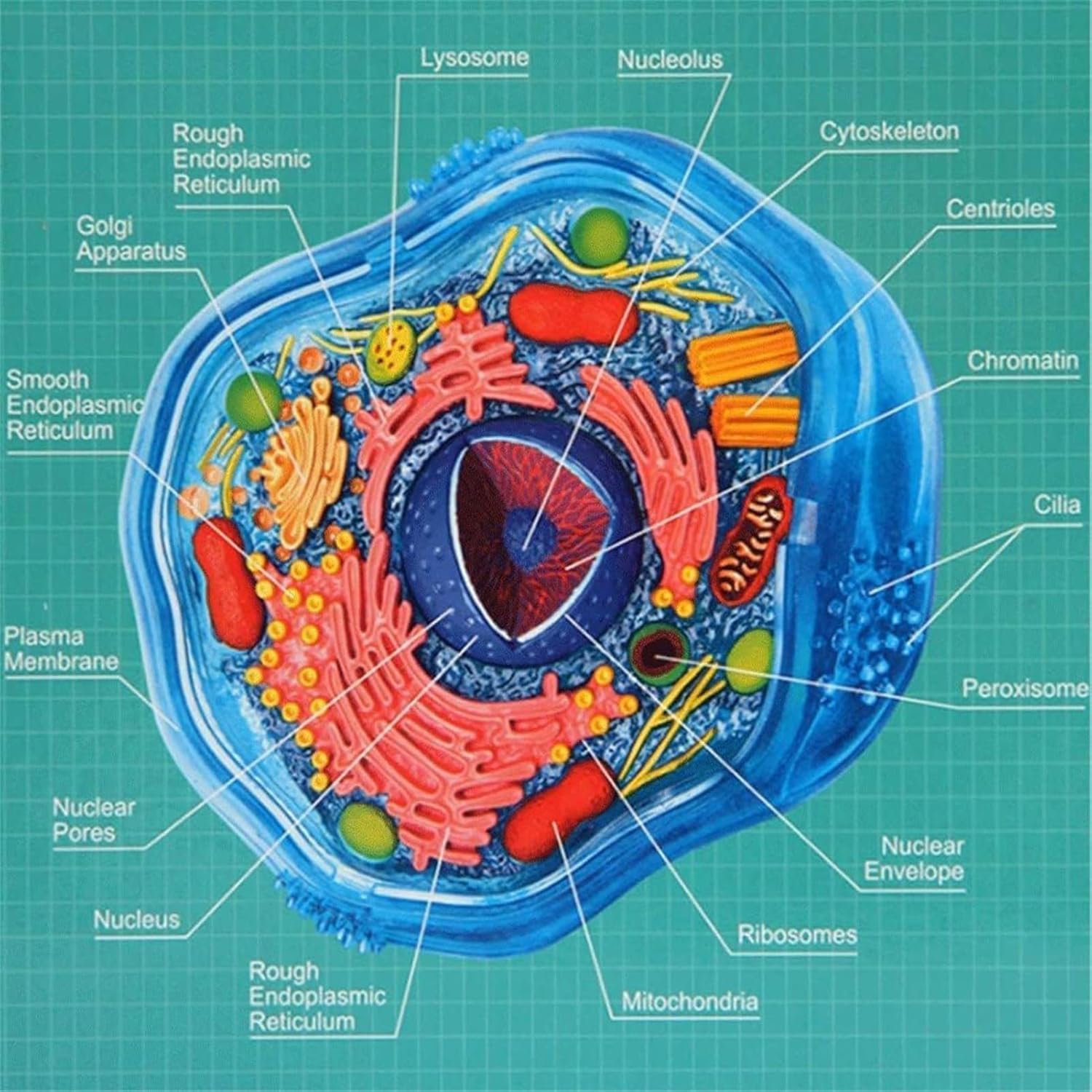 Biology Animal and Plant Cell Models, Assembly and Medical Lessons Cell Model Teaching(Animal Cells)