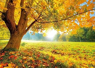 AIIKES 7x5FT Nature Autumn Photography Backdrop Fall Tree and Yellow Maple Leaves Theme Scenery Background Baby Birthday Portrait Party Decoration Photo Shoot Booth Props 11-629