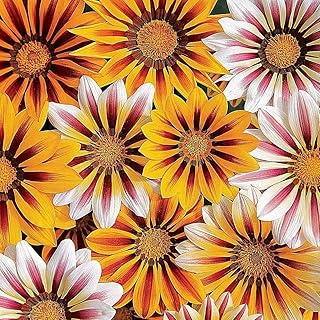 Gazania 'Tiger Stripes Mixed' Seeds Half Hardy Annual Flower Garden Plants Easy to Grow Your Own 1 Packet of 20 Seeds by Thompson and Morgan