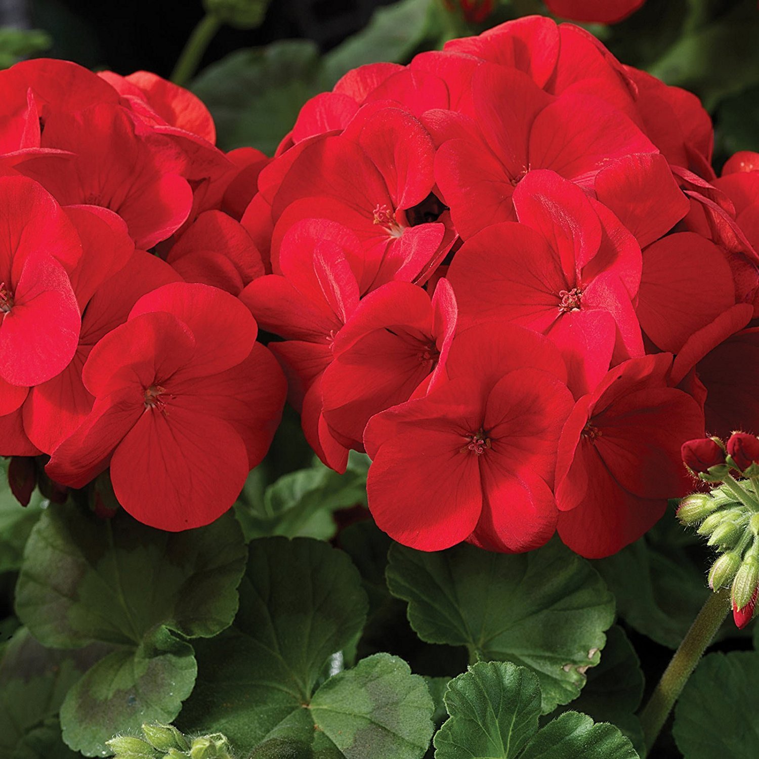 Maverick F1 Series Geranium Flower Garden Seeds - Scarlet