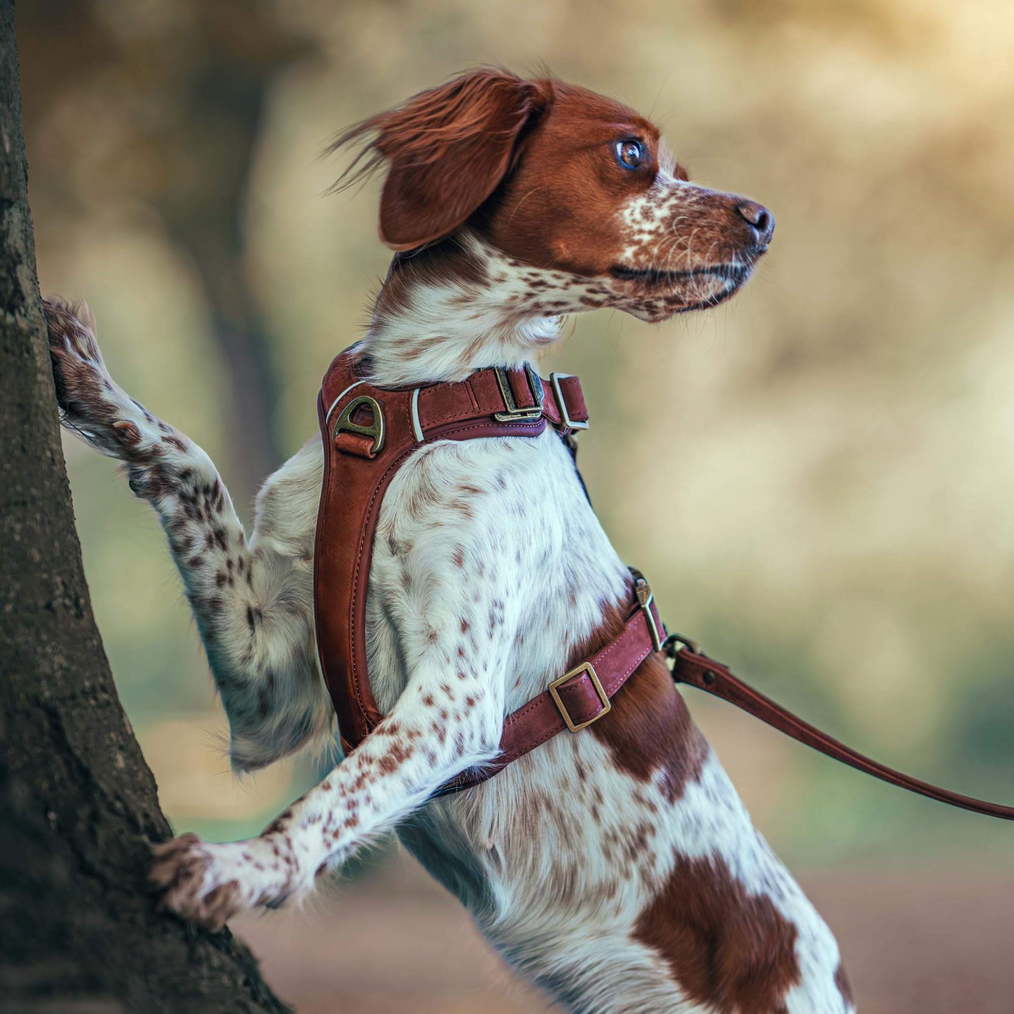 Lord Arnés de Cuero para Perro con Construcción Guard, Vacuno Natural, para Perros Muy Pequeños Y Cachorros, Comodidad Y Libertad de Movimiento (XS)