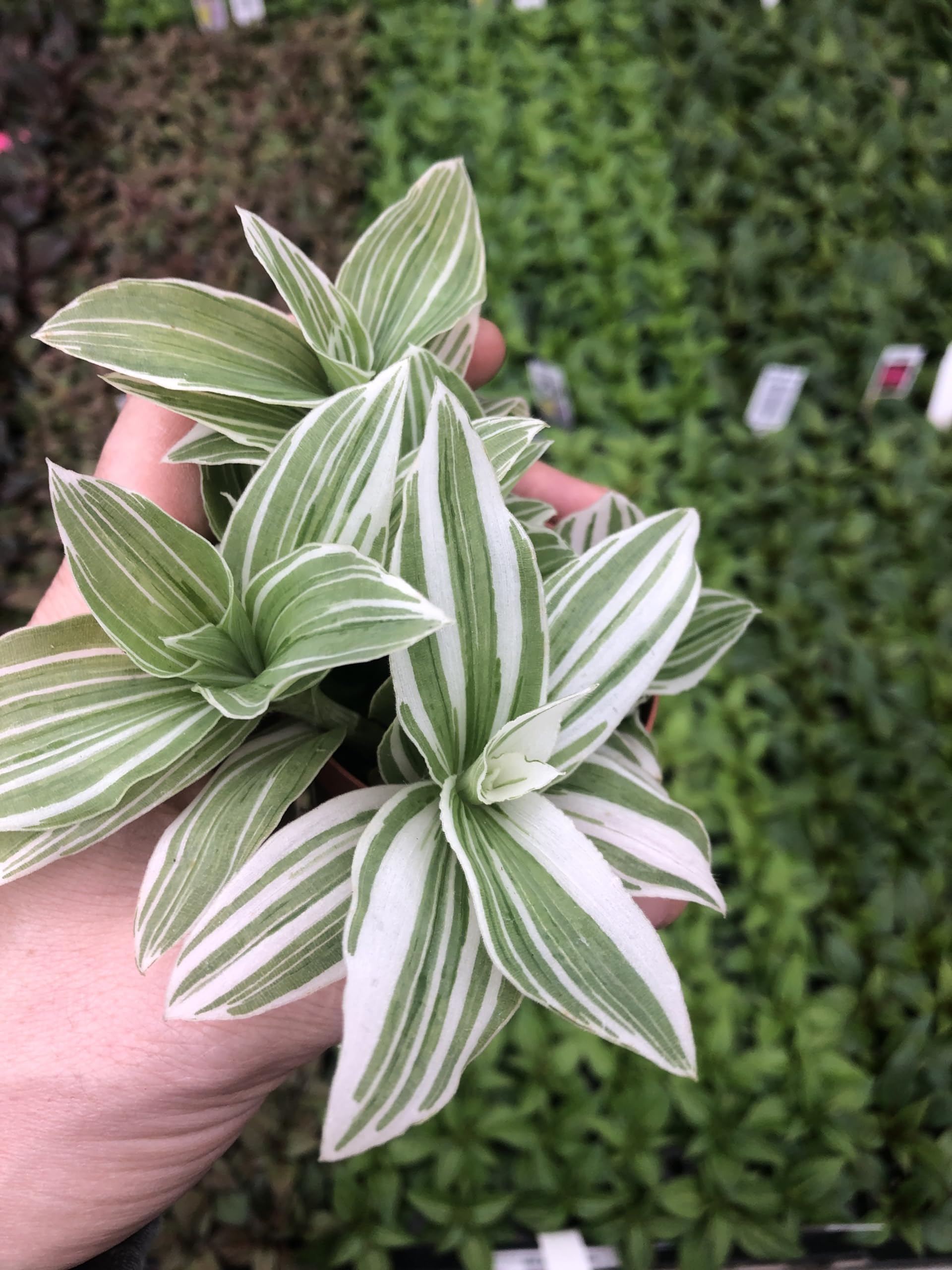 Amazon.com : Generic Tradescantia Sanna ~ Variegated Wandering Jew