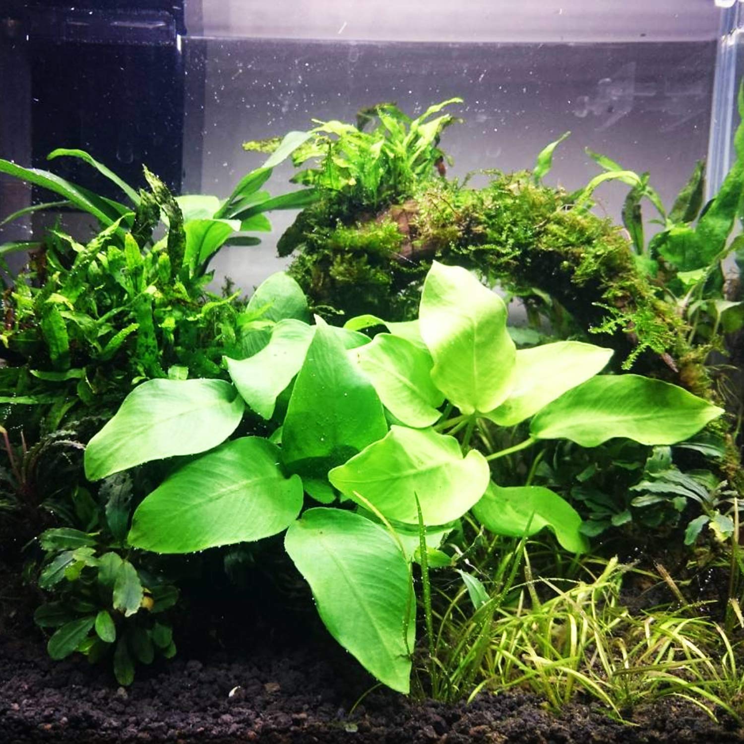 Amazon.com: Mainam Anubias Nana Golden Leaves Potted Freshwater