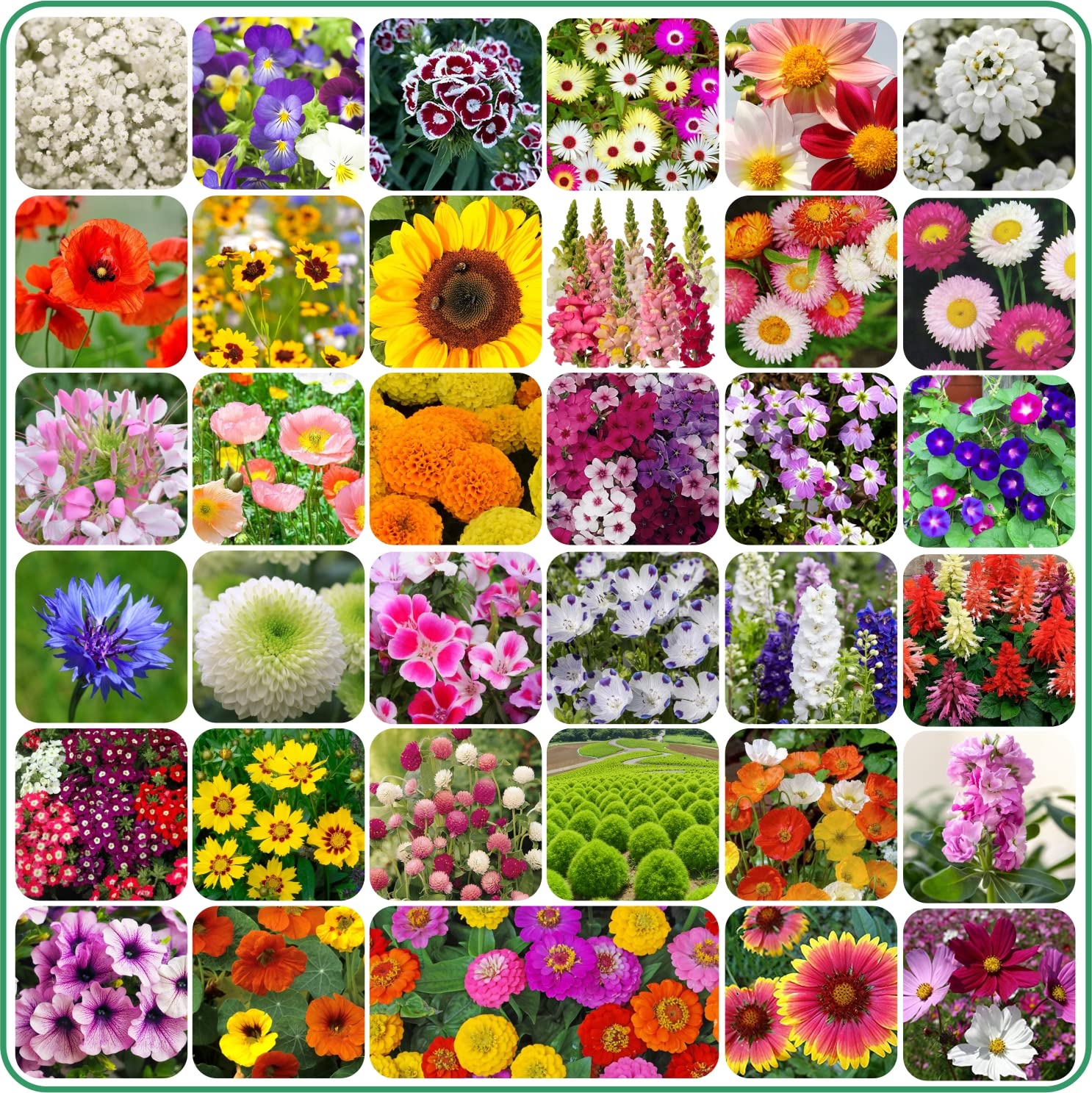 Agnico 35 Variety Of Flower Seeds Combo Pack With Instruction Manual. (B0BHDXSKXB) Amazon Price History, Amazon Price Tracker