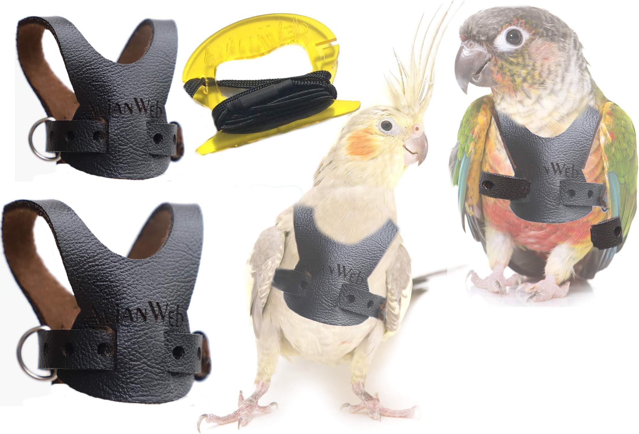 Avianweb EZ Rider Bird Harness with 8 Ft Leash (Small Conure (i.e, Greencheek) & Larger Cockatiels)…