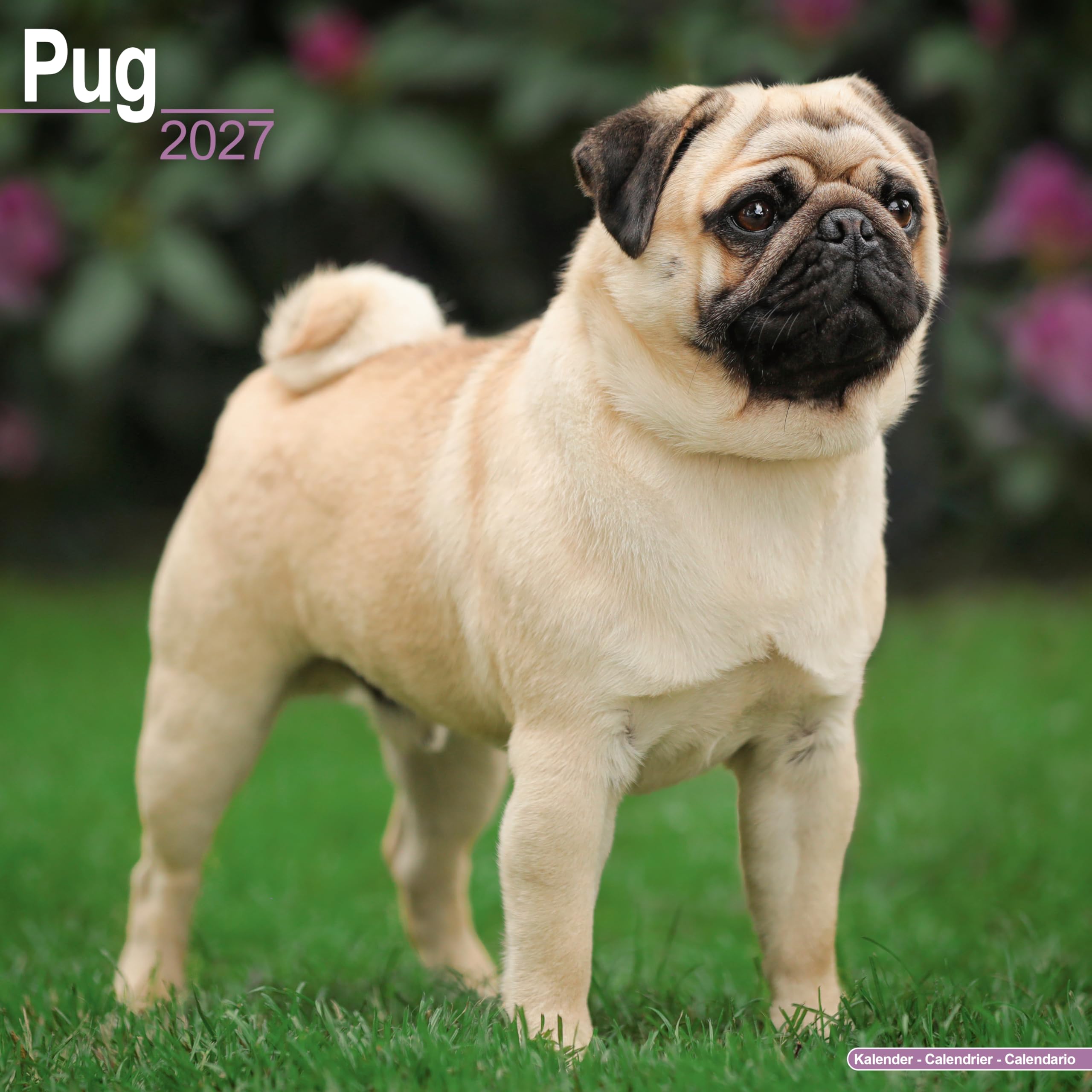 Pug 2027 Calendar | Square Wall Calendar | Dog Breed Gift | Plastic Free Packaging | by Avonside Publishing