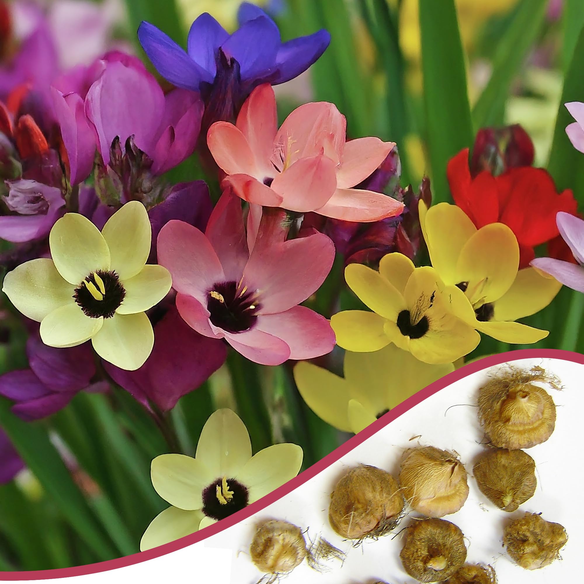 50 Ixia Mixed Colour African Corn Lily Summer Flowering Hardy Perennial Garden Plant Flower Bulbs Corms