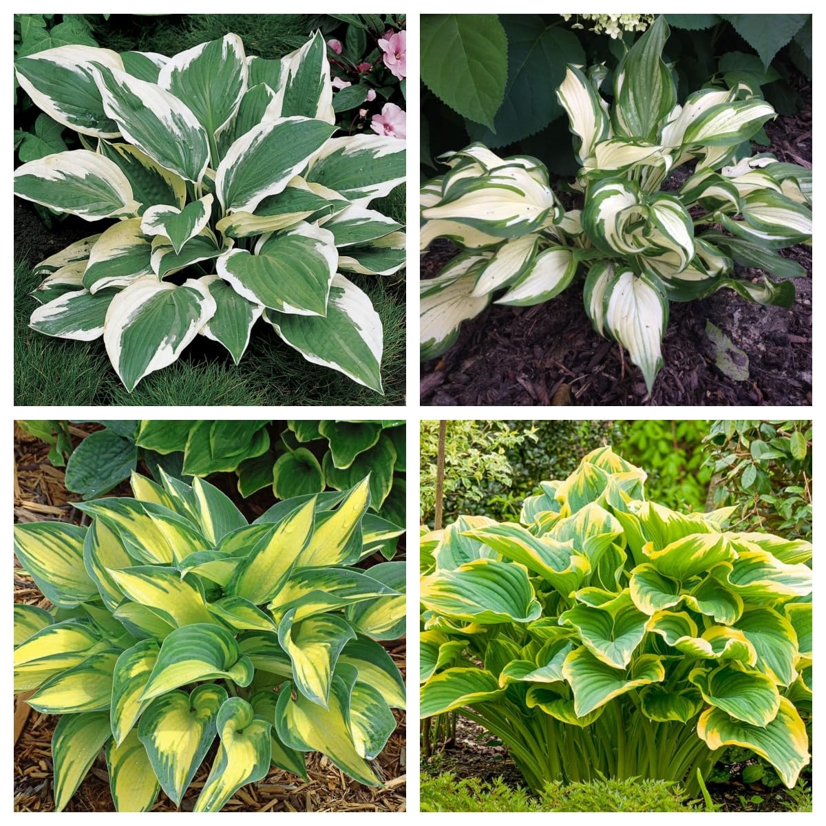 Hosta Bulbs, Cold-Resistant, Easy to Care for,Strong Plants That Grow Well/Mix Golden Jade Carving Feels Perfect-10bulbs-B