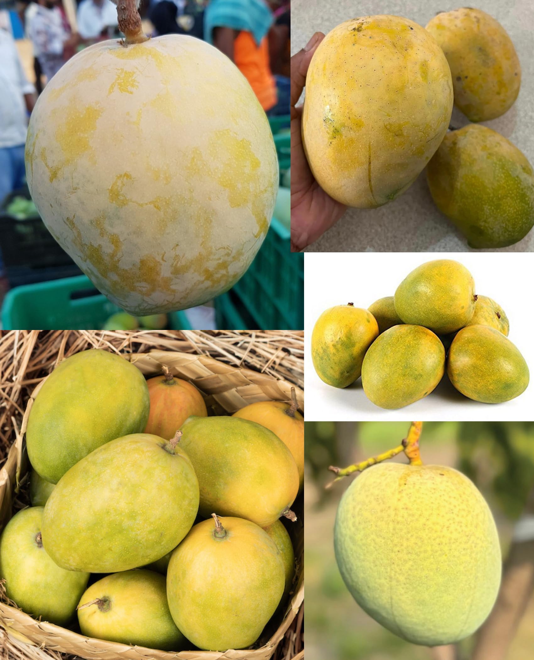 - GRAFTED Rajapuri Mango Tree (Height 1.5-2 Feet) Furit After 1 Years Live Plant For Home Garden test to good Mango size 350-400g