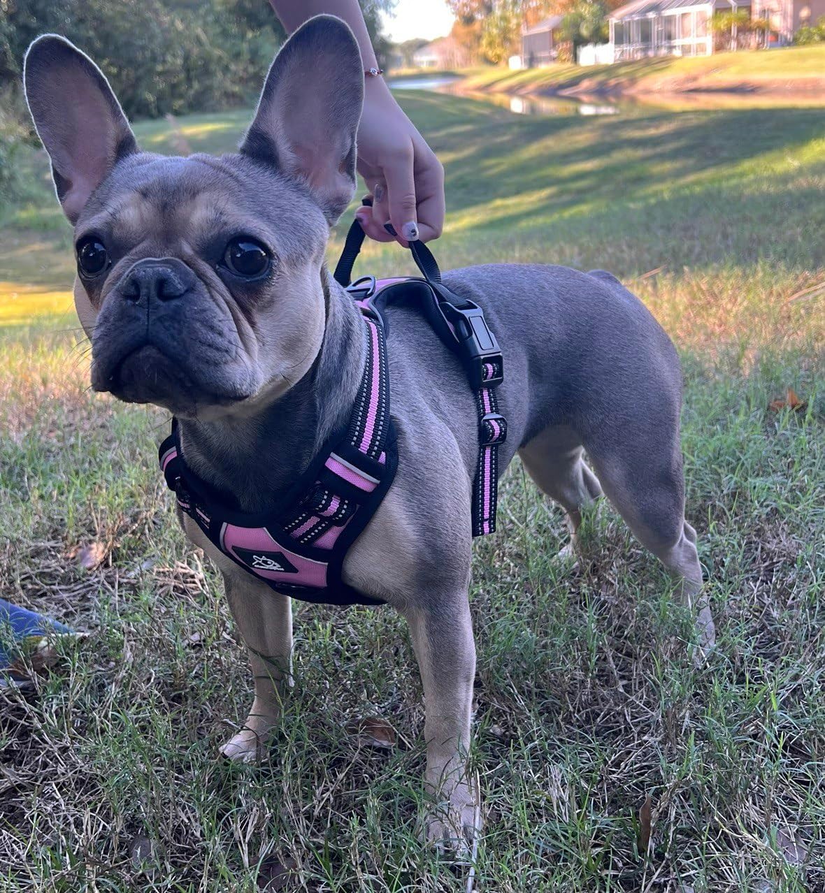 Pink Dog Walking Set: Harness, 16ft Leash, Pup Bag, Bowl - Ideal for Medium Dogs - Tangle-Free, Reflective Anti-Slip Handle - Adjustable, Escape-Proof Varying Pink Shades #funnyfurgrace