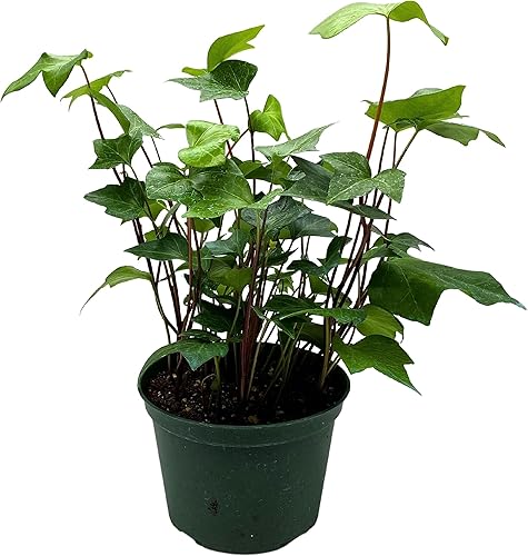 BubbleBlooms Hiedra argelina, hiedra canaria, hiedra canaria, hiedra de Coney Island, hiedra de Madeira en maceta de 6 pulgadas