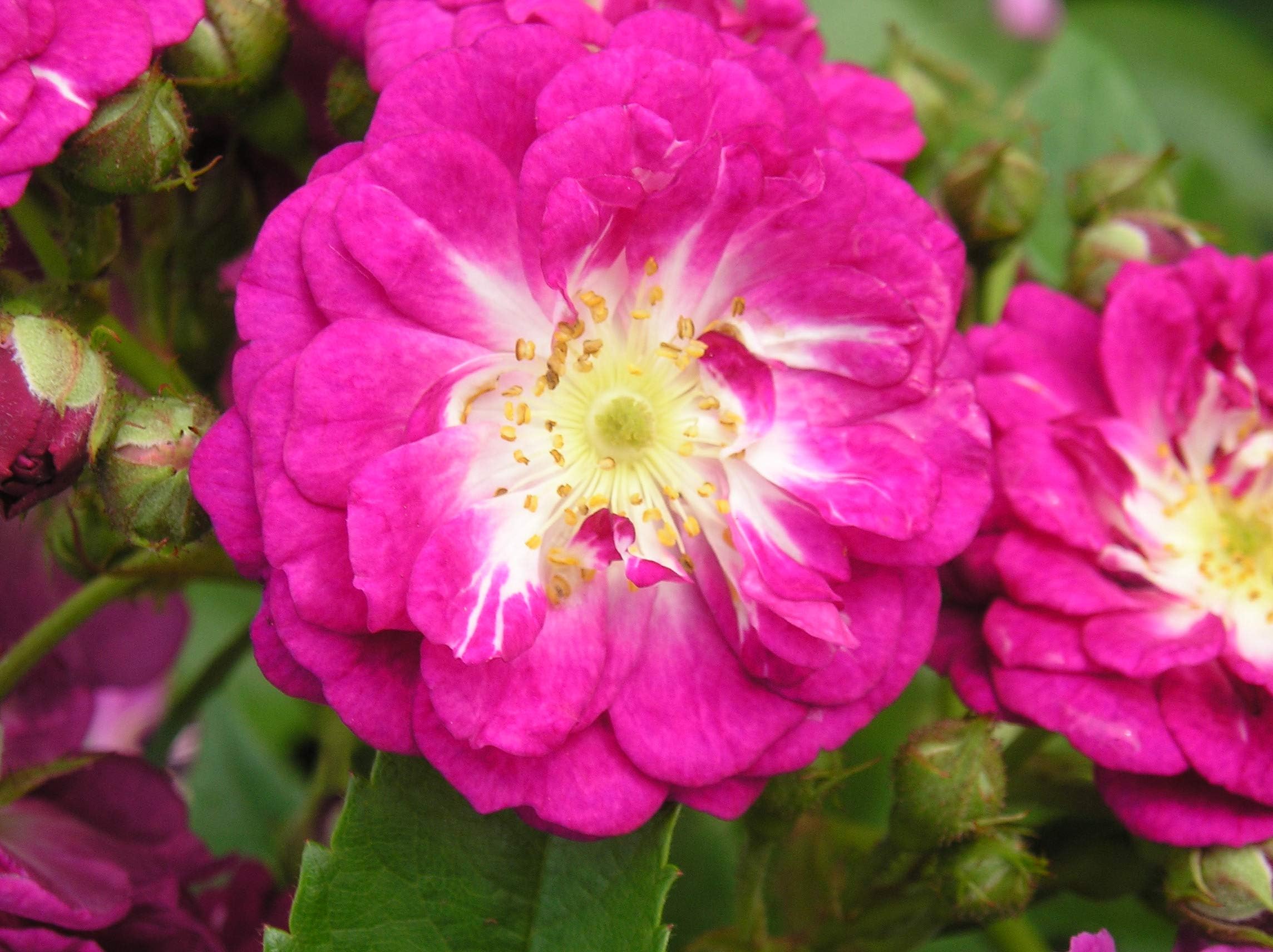 Perennial Blue - 5.5lt Potted Rambling Garden Rose - Fragrant Purple/Lilac Blooms