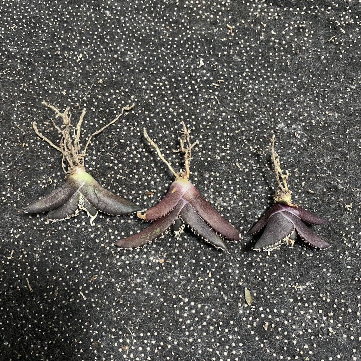 Amazon.co.jp: ［メリクロン苗］多肉植物 アガベ チタノタ 金剛 子株 3