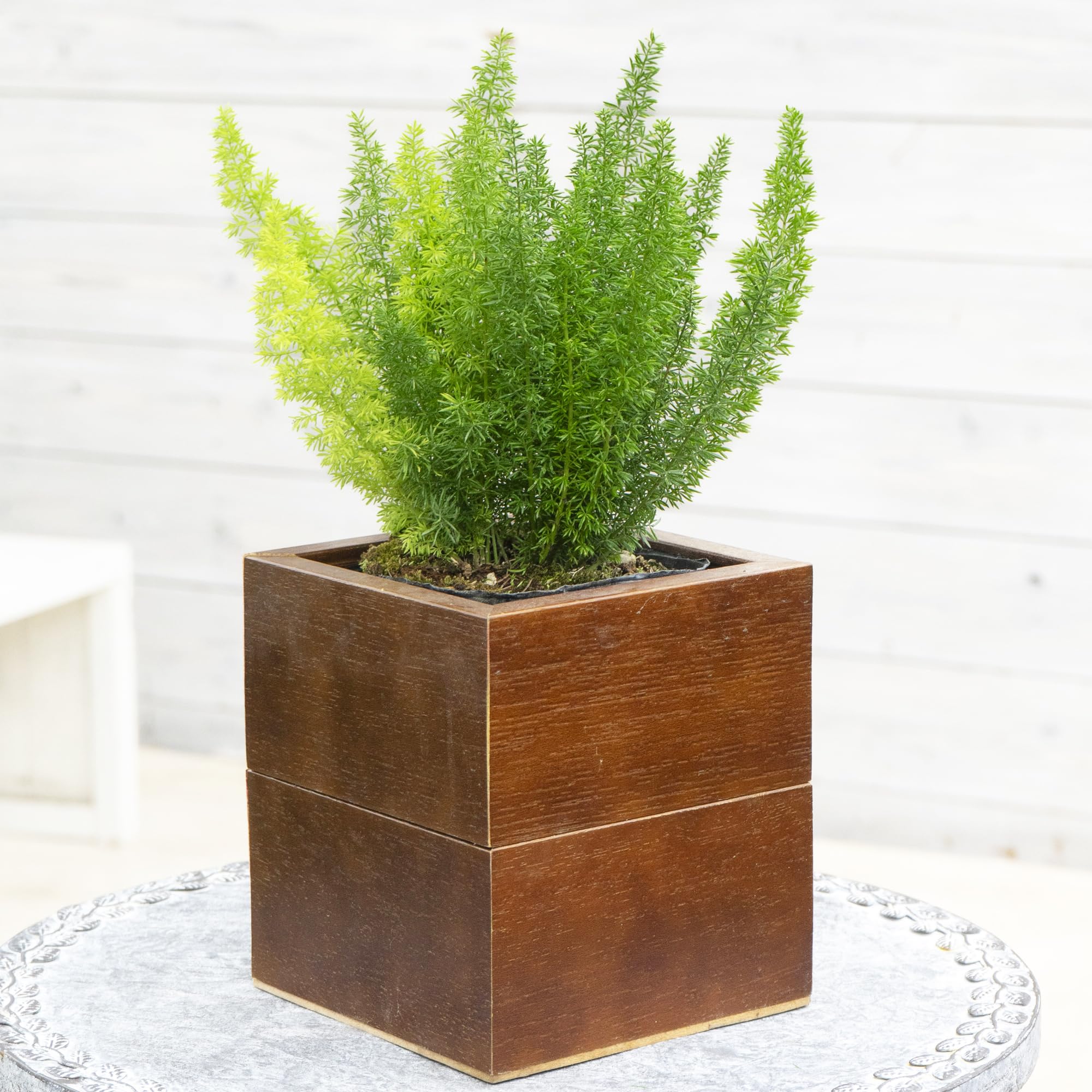 Amazon.co.jp: アスパラガス メイリー 4.5寸 1株 園芸 観葉植物 Amazon.co.jp: アスパラガス メイリー 4.5寸 1株 園芸 観葉植物
