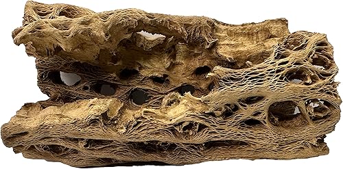 Vista 33 de Soportes de exhibición de plantas de aire grandes de madera cholla natural, soportes decorativos individuales únicos o soporte