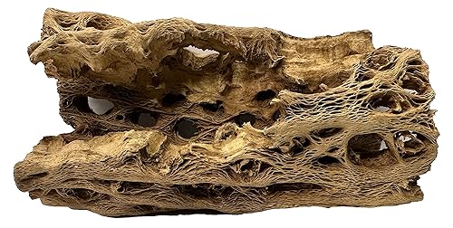 Natural Cholla Wood Chunk Large Air Plant Display Holders Individually