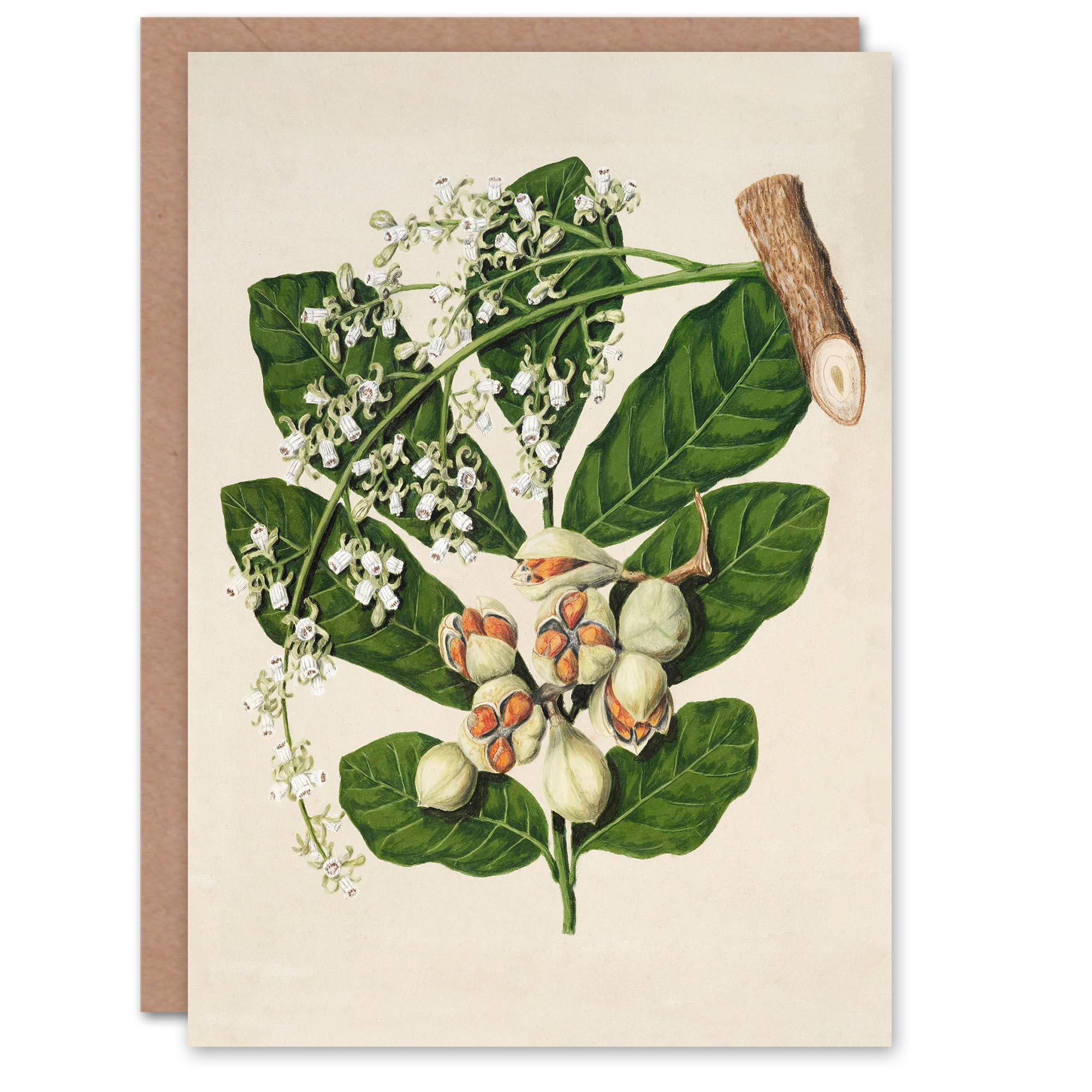 Artery8 Sarah Featon Art Card New Zealand Kohekohe Tree Seeds and Flowers
