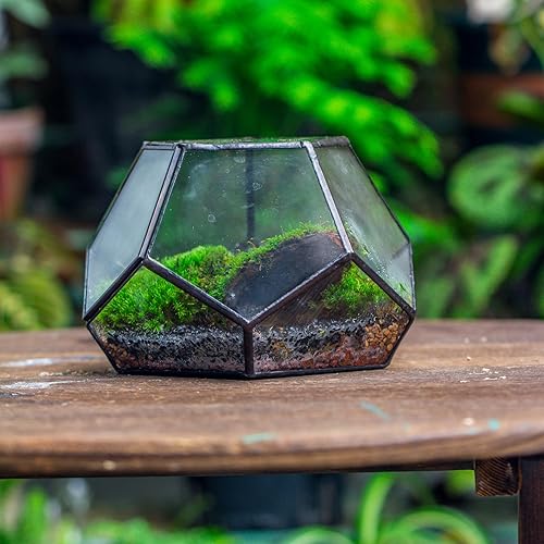 Miniatura 9 de NCYP Terrario geométrico de vidrio pequeño con puerta, 7.1 x 7.1 x 4.7 pulgadas, maceta cerrada con pentágono negro para suculentas, plantas de