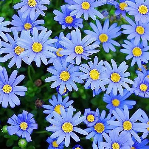 Miniatura 7 de QAUZUY GARDEN 100 semillas de margaritas africanas  Cape Daisy  Daisybushes Osteospermum  Semillas de flores exóticas perennes de crecimiento rápido